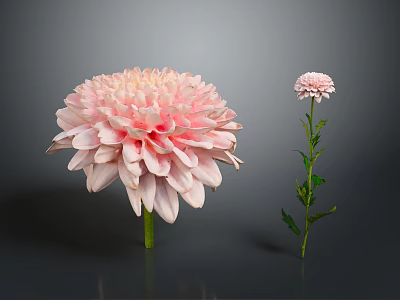Two Pink Chrysanthemum Flowers Large and Small with Soft Layered Petals on Green Stems Leaves 3d model