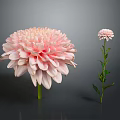Two Pink Chrysanthemum Flowers Large and Small with Soft Layered Petals on Green Stems Leaves