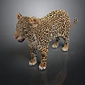 Realistic Leopard With Spotted Fur Standing On Dark Reflective Surface 3d model