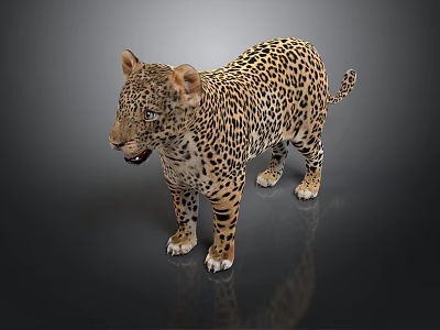 Realistic Leopard With Spotted Fur Standing On Dark Reflective Surface 3d model