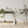 Minimalist Modern Interior with Vases Holding Green Plants on Wooden Tabletop