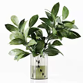Transparent Glass Vases With Various Green Foliage And Natural Plants For Modern Home Decor