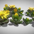Yellow Radial Shaped Flowers With Green Leaves And Buds On Gray Background