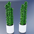 Two Green Bonsai Potted Plants in White Pots for Indoor Decoration