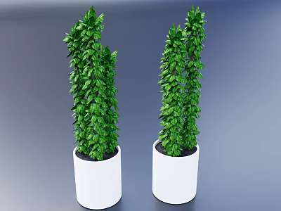 Two Green Bonsai Potted Plants in White Pots for Indoor Decoration 3d model