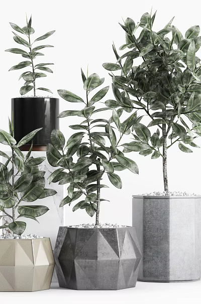 Potted Bonsai Plants In Geometric Concrete Planters With Decorative Stones And Different Heights 3d model