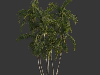 Tall Palm Trees With Lush Green Fronds And Slender Trunks In Tropical Appearance 3d model