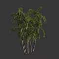 Tall Palm Trees With Lush Green Fronds And Slender Trunks In Tropical Appearance