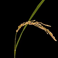 Rice Plant With Mature Ear And Green Leaves On Black Background