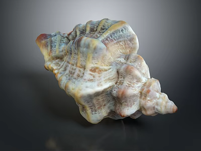 Aquatic Sea Snail With Textured Surface Spiral Structure And White Yellow Brown Colors 3d model