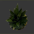 Fresh Ripe Pineapple With Green Leaves And Yellow Skin On Dark Background