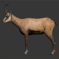 Realistic Brown Fur Goat With Curved Horns Standing On Dark Background