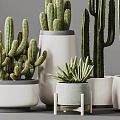 Various Types Of Cactus Potted Plants In White Ceramic Pots For Indoor