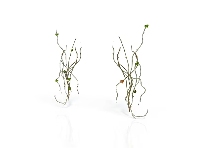 Aesthetic Style Ivy Wall Vine Ivy Branch Craning Plant Leaf Plant Green Plant Nature Gardening Climbing Plant Grass Flowers 3d model