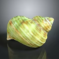 Vibrant Green And Yellow Spiral Conch Marine Animal With Textured Shell Surface On Dark Background