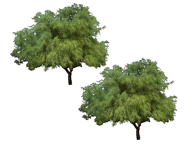 Two Green Arbor Trees With Lush Foliage And Strong Trunks In Natural View 3d model