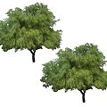 Two Green Arbor Trees With Lush Foliage And Strong Trunks In Natural View