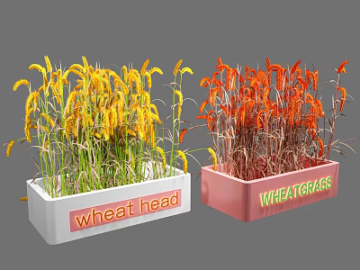 Potted Wheat Head Wheatgrass Plants with Yellow Orange Foliage in White Pink Containers 3d model