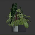 Various Indoor Plants With Green And White Striped Leaves On Black Surface With Reflections