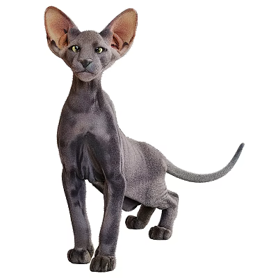 Flying animals 3d model Flying animals 3d model