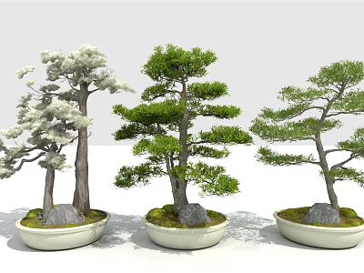 Three Unique Bonsai Trees in White Ceramic Pots with Decorative Stones 3d model