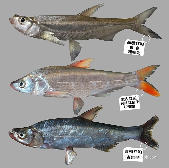 Different Freshwater Fish Species Including Bronze Pot Culter Topmouth Culter Mongolian Redfin and Redfin Culter 3d model 
