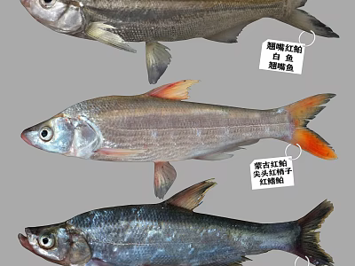 Different Freshwater Fish Species Including Bronze Pot Culter Topmouth Culter Mongolian Redfin and Redfin Culter 3d model