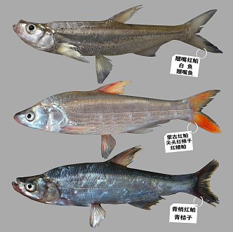 Modern Fish Erythroculter 3d model