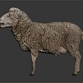 Realistic Sheep 3D Model With Detailed Fur Texture Standing on Dark Background