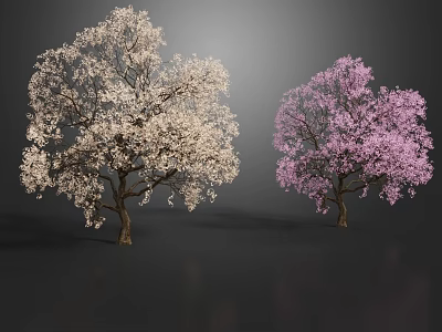 Flowering Trees with White and Pink Blossoms Displaying Vibrant Blooms in Bloom 3d model
