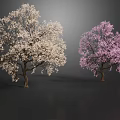 Flowering Trees with White and Pink Blossoms Displaying Vibrant Blooms in Bloom