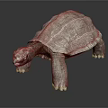 Realistic Turtle With Textured Shell Standing On Dark Surface Detailed Skin And Lifelike Design