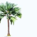 Tall Green Palm Tree With Broad Fan Shaped Leaves And Straight Trunk