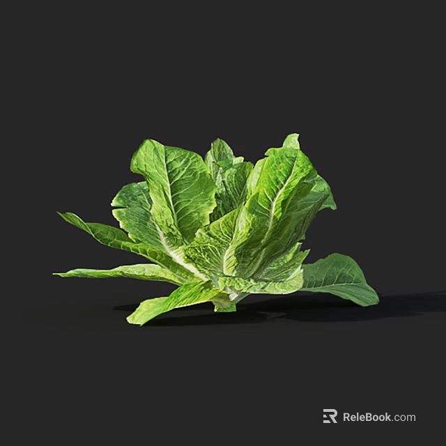 Fresh Green Romaine Lettuce with Crisp Leaves on Black Background 3d model 
