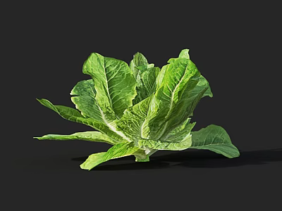 Fresh Green Romaine Lettuce with Crisp Leaves on Black Background 3d model
