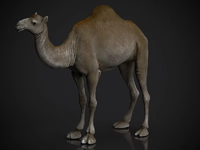 Realistic Brown Dromedary Camel Side View Model Standing On Dark Reflective Surface 3d model