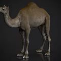 Realistic Brown Dromedary Camel Side View Model Standing On Dark Reflective Surface 3d model