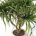 Elegant Bonsai Plant With Slender Leaves In Striped Light Colored Pot