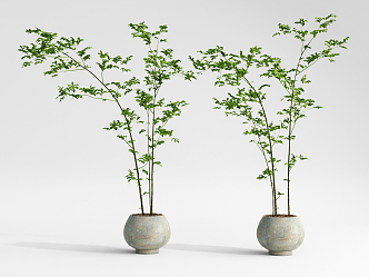 modern potted plant 3d model