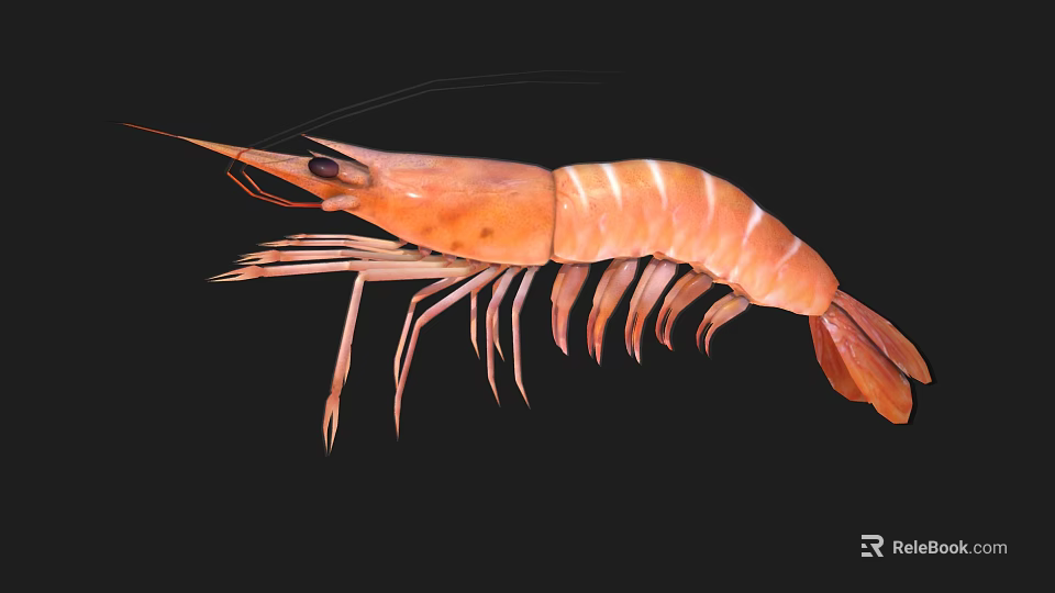 Fresh Raw Orange Striped Shrimp with Long Antennae on Black Background 3d model 