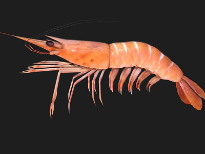 Fresh Raw Orange Striped Shrimp with Long Antennae on Black Background 3d model