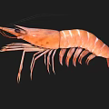 Fresh Raw Orange Striped Shrimp with Long Antennae on Black Background