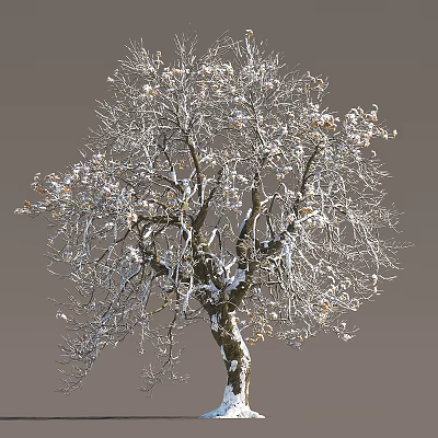 Snow Covered Winter Tree With Bare Branches And Frosted Twigs Against Gray Sky 3d model