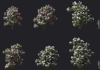 Shrub Flower Tree Fireworks Tree Mountain Jasmine Pool Cluster Group Ornaments Garden Greening Hedge Greening 3d model