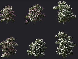 Shrub Flower Tree Fireworks Tree Mountain Jasmine Pool Cluster Group Ornaments Garden Greening Hedge Greening 3d model