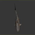 Realistic 3D Rendered Striped Brown Shark with Lifelike Features on Dark Background