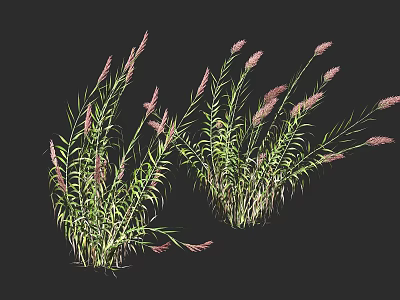 Green Leafy Shrubs With Pink Spiked Flowers In Natural Growth Form 3d model