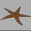 Closeup Of Vibrant Orange Starfish With Spiky Arms On Dark Background