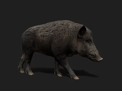 Realistic Wild Boar 3D Model With Detailed Fur Texture And Dark Background 3d model