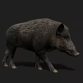 Realistic Wild Boar 3D Model With Detailed Fur Texture And Dark Background